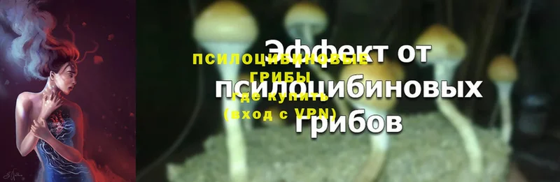 Галлюциногенные грибы MAGIC MUSHROOMS  наркотики  Петрозаводск 